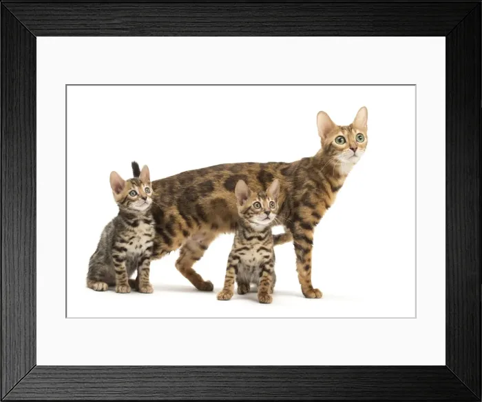 Framed Print : Picture No. 11981598 Framed Print : Picture No. 11981598