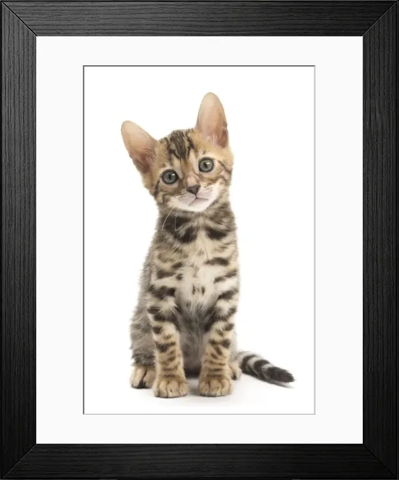 Framed Print : Picture No. 11981601 Framed Print : Picture No. 11981601