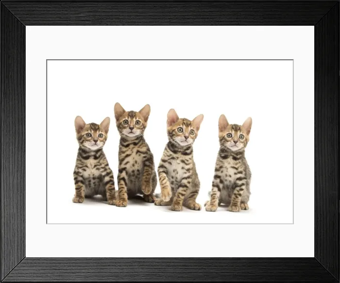 Framed Print : Picture No. 11981604 Framed Print : Picture No. 11981604
