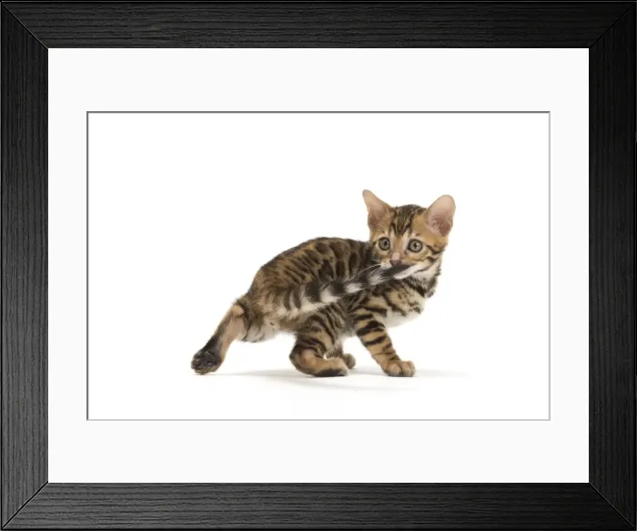 Framed Print : Picture No. 11981606 Framed Print : Picture No. 11981606