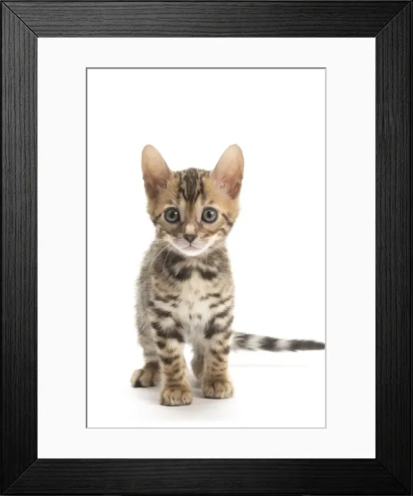 Framed Print : Picture No. 11981607 Framed Print : Picture No. 11981607