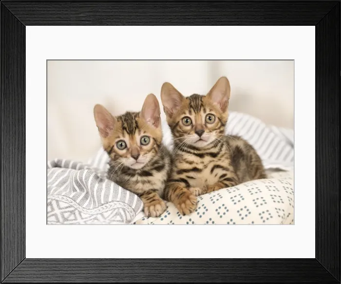 Framed Print : Picture No. 11981608
