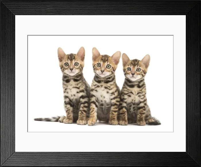 Framed Print : Picture No. 11981610 Framed Print : Picture No. 11981610