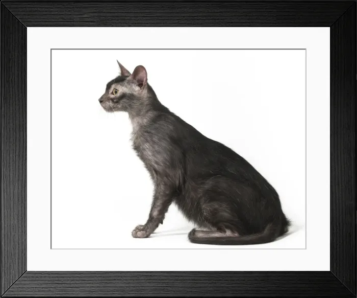 Framed Print : Picture No. 11981612 Framed Print : Picture No. 11981612