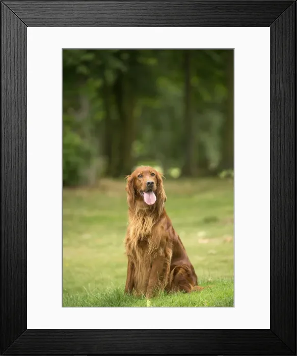Framed Print : Picture No. 11981613 Framed Print : Picture No. 11981613