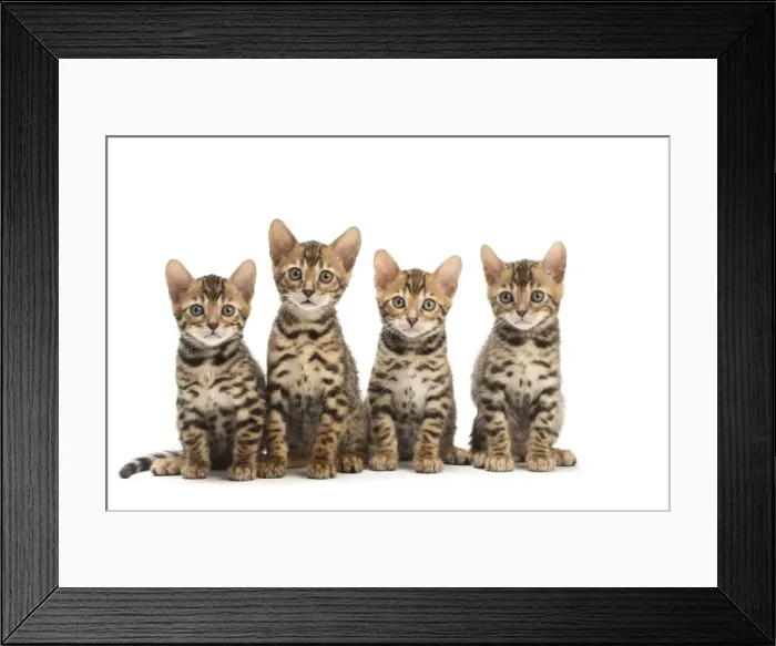 Framed Print : Picture No. 11981614 Framed Print : Picture No. 11981614
