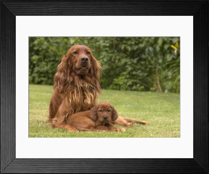 Framed Print : Picture No. 11981615