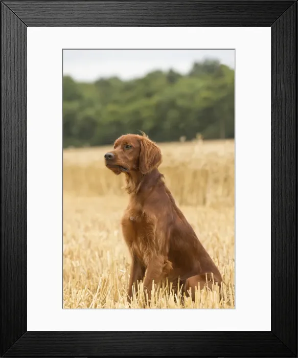 Framed Print : Picture No. 11981618 Framed Print : Picture No. 11981618