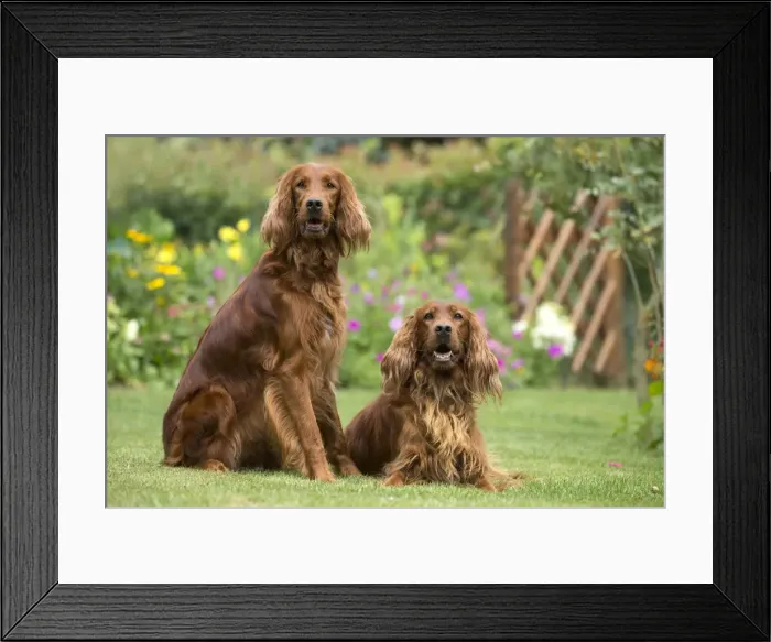 Framed Print : Picture No. 11981622 Framed Print : Picture No. 11981622