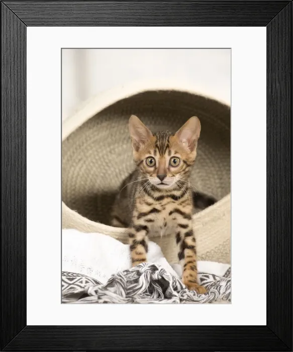 Framed Print : Picture No. 11981624 Framed Print : Picture No. 11981624