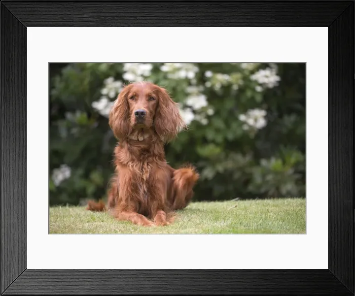 Framed Print : Picture No. 11981625 Framed Print : Picture No. 11981625