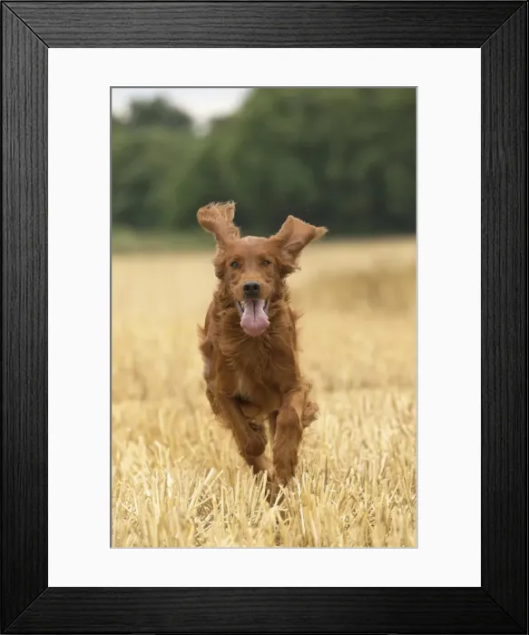 Framed Print : Picture No. 11981626