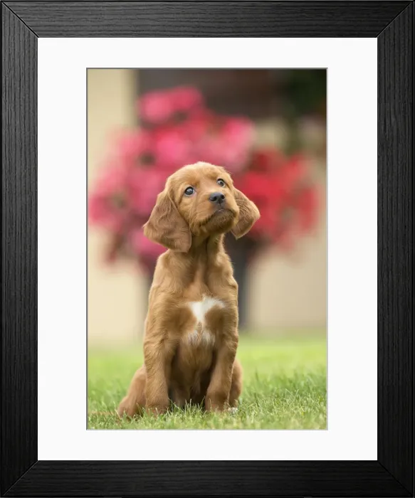 Framed Print : Picture No. 11981627