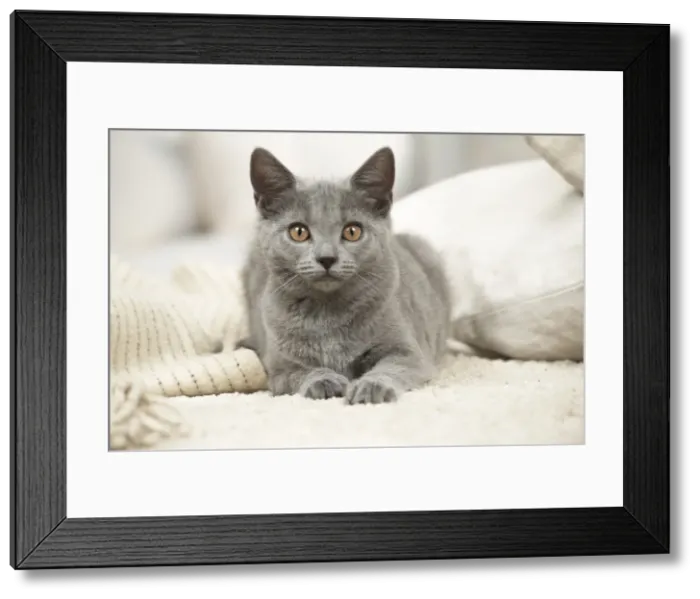 Framed Print : Picture No. 11981629 Framed Print : Picture No. 11981629
