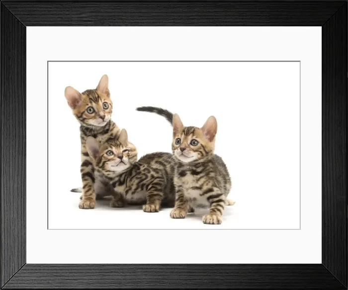 Framed Print : Picture No. 11981631