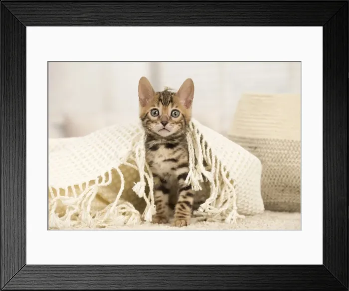 Framed Print : Picture No. 11981633 Framed Print : Picture No. 11981633