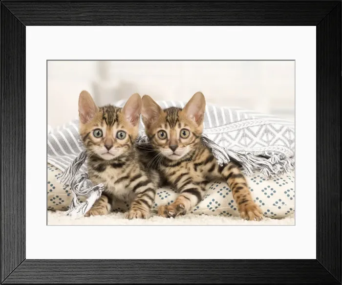 Framed Print : Picture No. 11981634