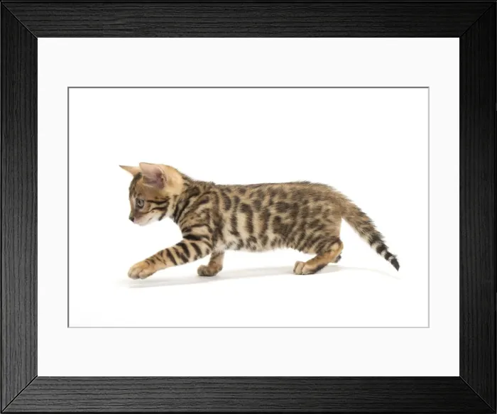 Framed Print : Picture No. 11981636