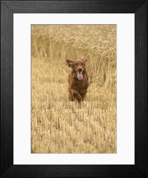 Framed Print : Picture No. 11981638 Framed Print : Picture No. 11981638