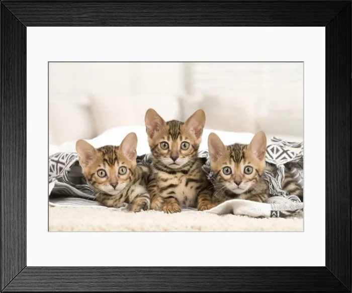 Framed Print : Picture No. 11981640 Framed Print : Picture No. 11981640