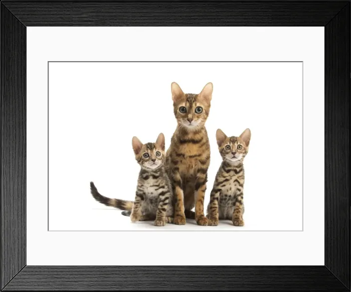 Framed Print : Picture No. 11981642