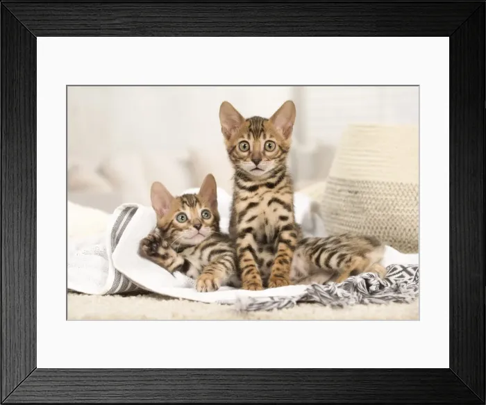 Framed Print : Picture No. 11981643 Framed Print : Picture No. 11981643