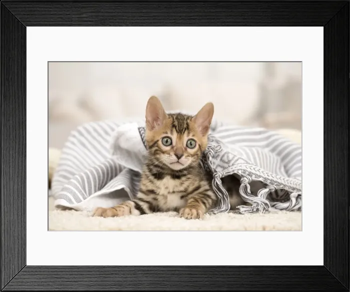 Framed Print : Picture No. 11981644