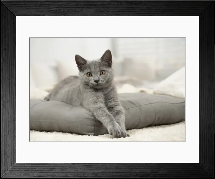 Framed Print : Picture No. 11981645 Framed Print : Picture No. 11981645
