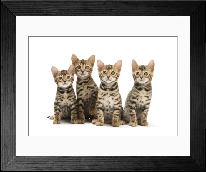 Framed Print : Picture No. 11981646 Framed Print : Picture No. 11981646