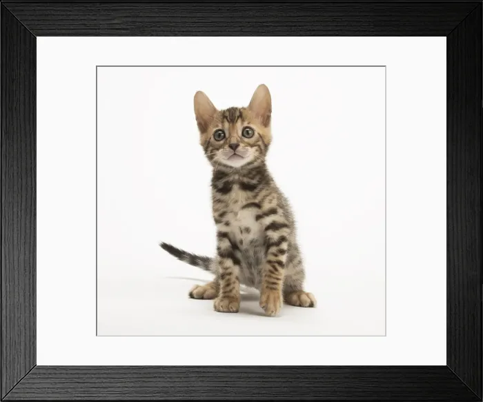 Framed Print : Picture No. 11981647 Framed Print : Picture No. 11981647