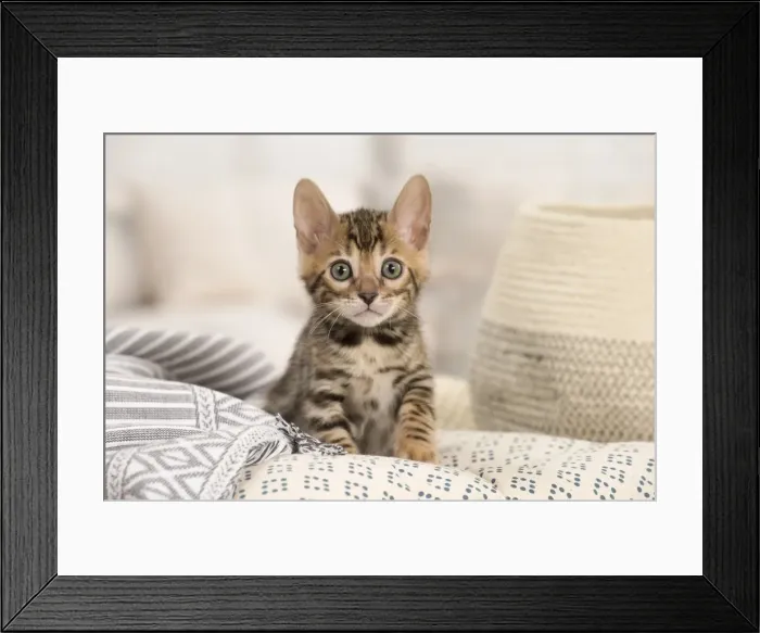 Framed Print : Picture No. 11981648 Framed Print : Picture No. 11981648