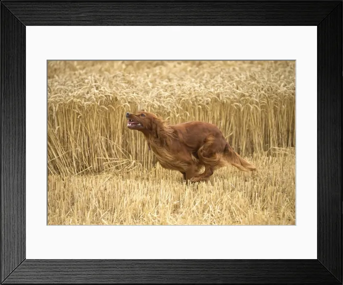 Framed Print : Picture No. 11981649