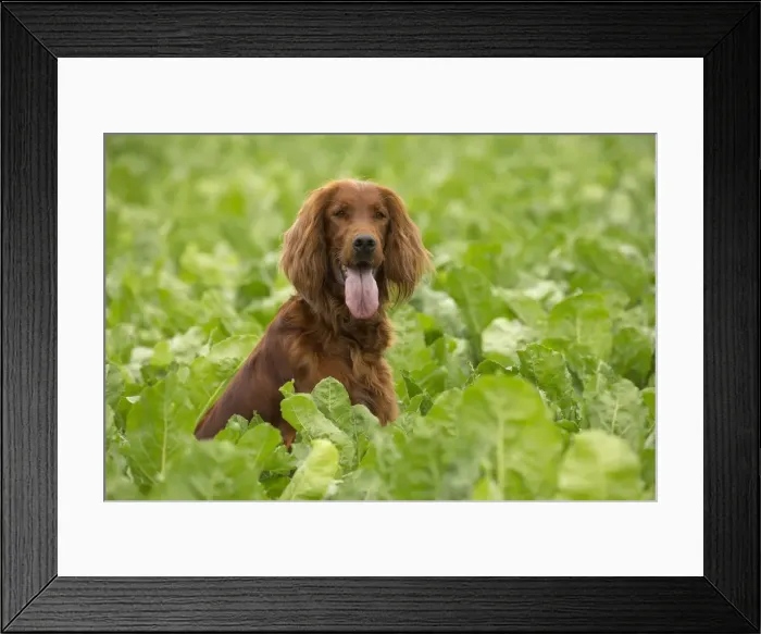 Framed Print : Picture No. 11981650 Framed Print : Picture No. 11981650