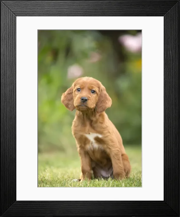 Framed Print : Picture No. 11981652 Framed Print : Picture No. 11981652