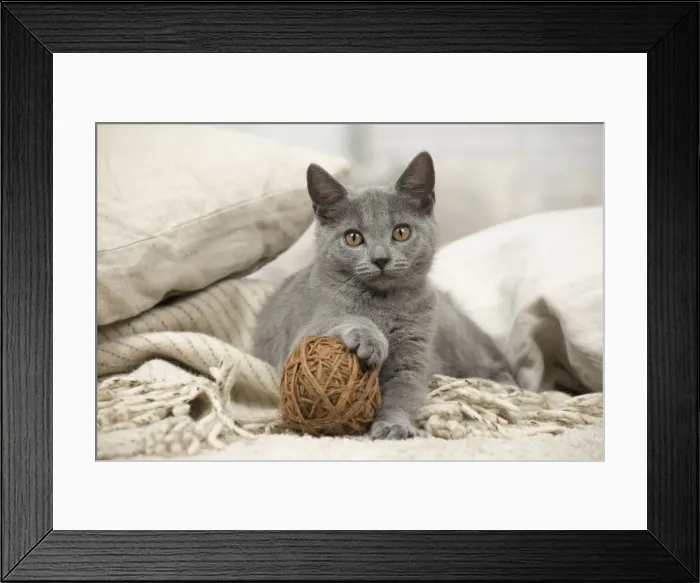 Framed Print : Picture No. 11981653 Framed Print : Picture No. 11981653