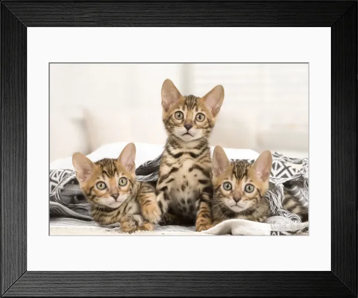 Framed Print : Picture No. 11981654