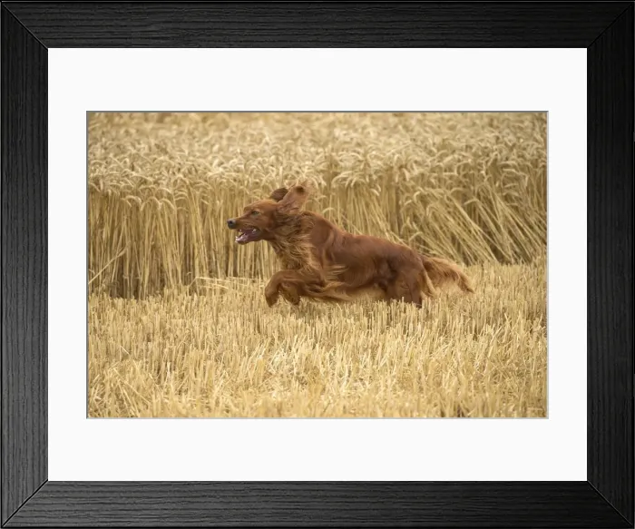 Framed Print : Picture No. 11981655 Framed Print : Picture No. 11981655