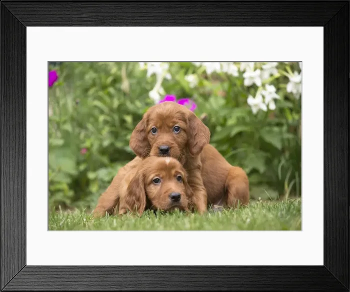 Framed Print : Picture No. 11981656 Framed Print : Picture No. 11981656