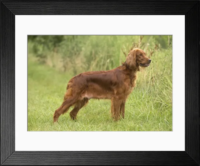 Framed Print : Picture No. 11981657 Framed Print : Picture No. 11981657