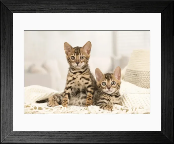 Framed Print : Picture No. 11981658 Framed Print : Picture No. 11981658