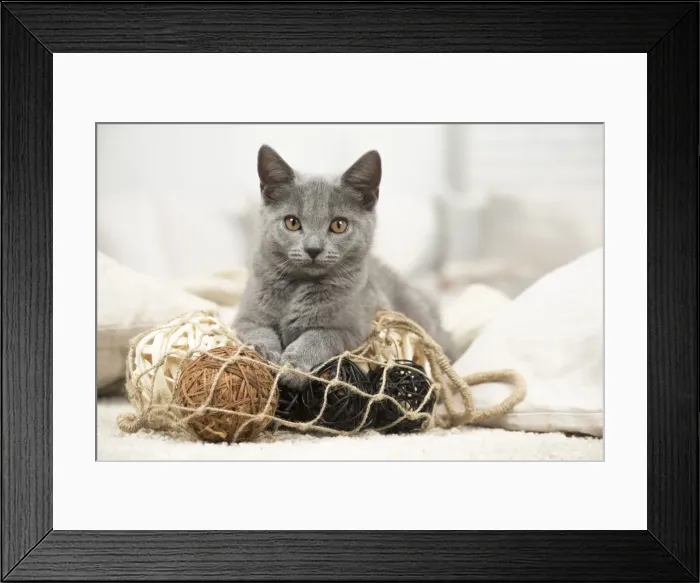Framed Print : Picture No. 11981659 Framed Print : Picture No. 11981659