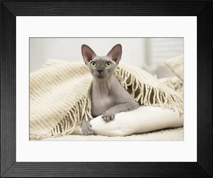 Framed Print : Picture No. 11981660 Framed Print : Picture No. 11981660