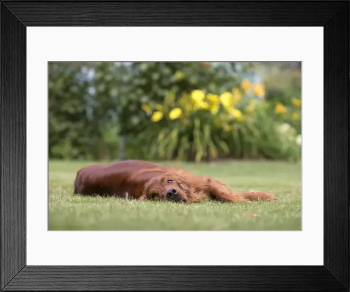 Framed Print : Picture No. 11981661 Framed Print : Picture No. 11981661