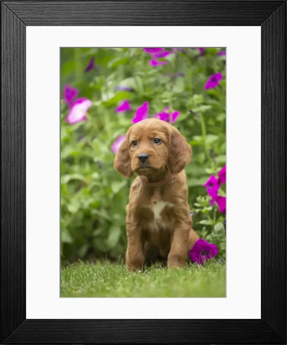 Framed Print : Picture No. 11981662 Framed Print : Picture No. 11981662