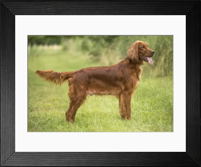 Framed Print : Picture No. 11981664