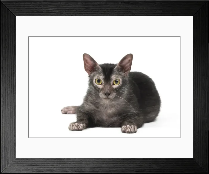 Framed Print : Picture No. 11981665 Framed Print : Picture No. 11981665