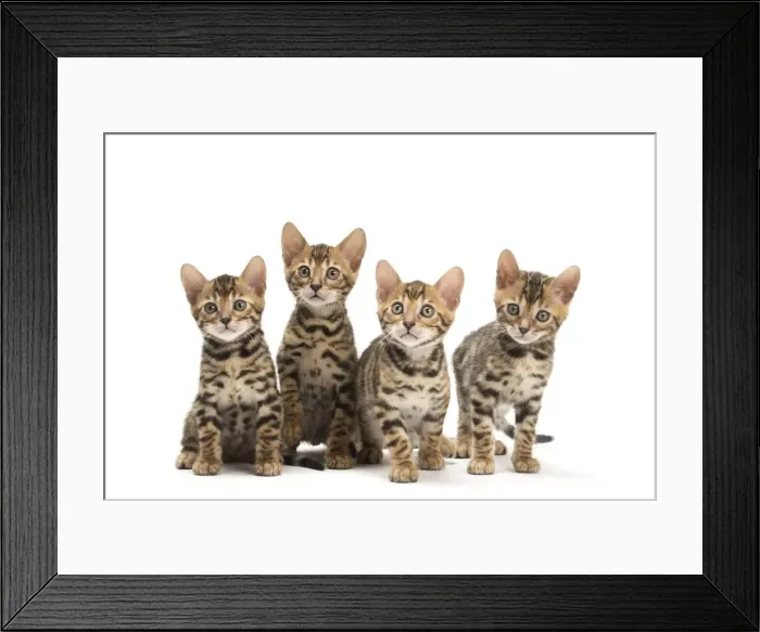 Framed Print : Picture No. 11981666