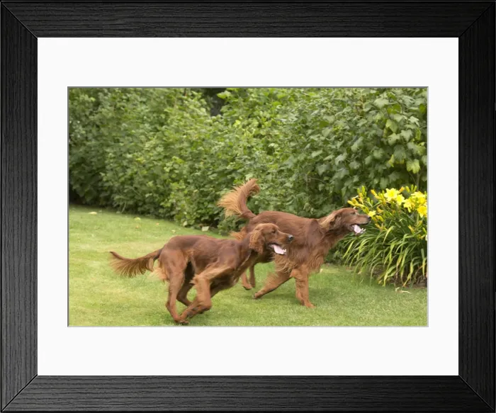 Framed Print : Picture No. 11981667 Framed Print : Picture No. 11981667