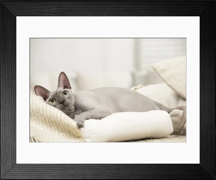 Framed Print : Picture No. 11981668 Framed Print : Picture No. 11981668