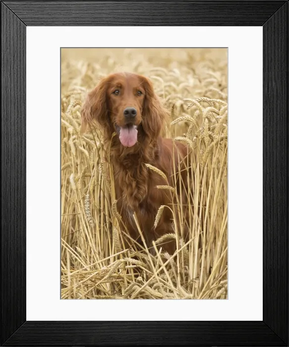 Framed Print : Picture No. 11981669 Framed Print : Picture No. 11981669